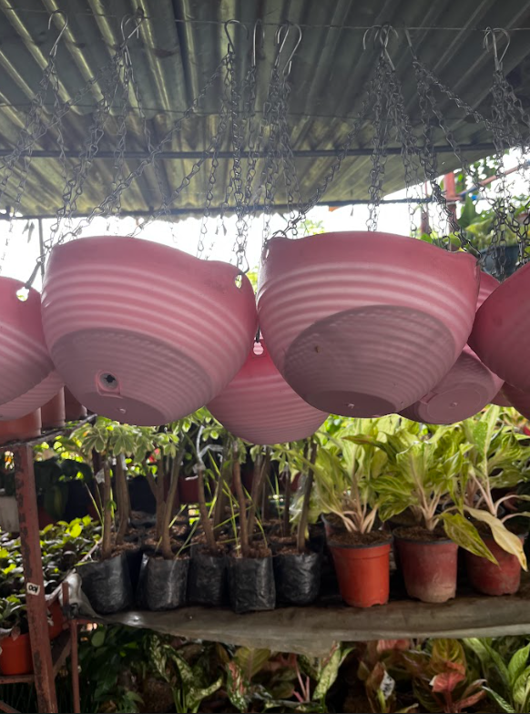 Product Name